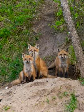 Baby Fox Stock Photos