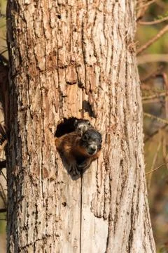 Baby Fox squirrel kit Sciurus niger peers over the top of its mother in the n Stock Photos