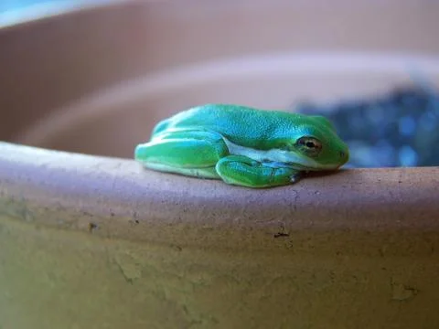 Baby frog Stock Photos