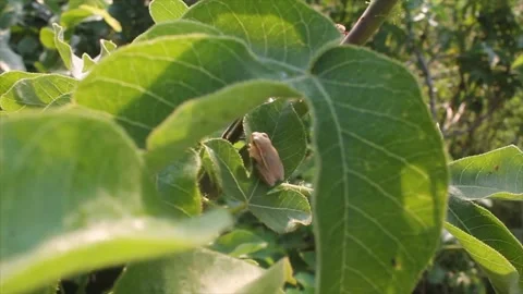 Baby Frog resting on a leaf Stock Footage 229361313
