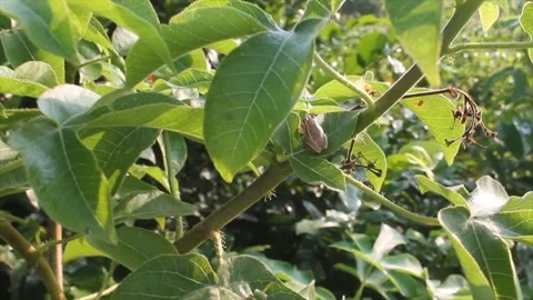 Baby Frog resting on a leaf Stock Footage 229361315