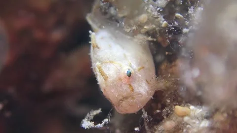 Baby frogfish Stock Footage 263417148