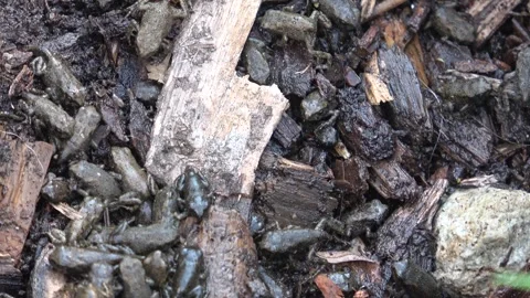 Baby Frogs Through Their Transformative Stages Stock Footage 288439464