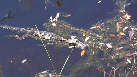 Baby Gator Stock Footage 88632872