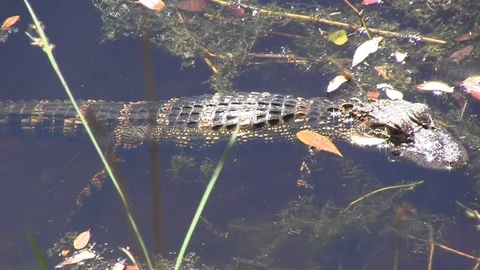 Baby Gator Stock Footage 88632882