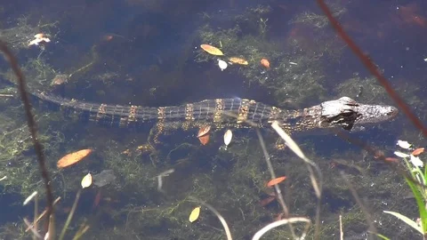Baby Gator Stock Footage 88632890
