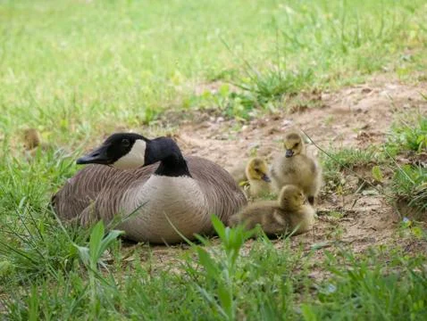 Baby Geese Stock Photos