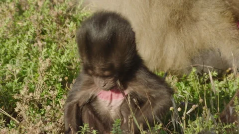Baby gelada monkey playing with grass, Ethiopia Stock-Footage 138893076