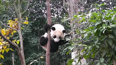 A baby giant panda down the tree and tries to leaves. 스톡 동영상 59210244