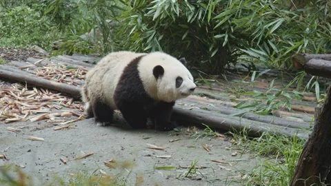 A baby giant panda is lying down eating bamboo Video stock 212256247