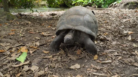 Baby giant tortoise Stock Footage 129404628