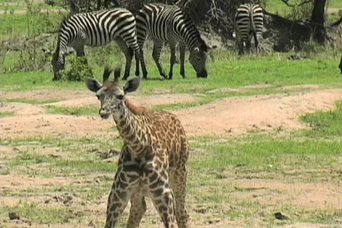Baby Giraffe drinking Stock Footage 96587