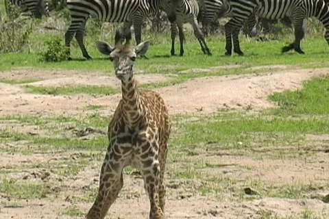 Baby Giraffe drinking Stock Footage 122898