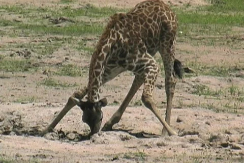 Baby Giraffe drinking Vídeos de archivo 122903