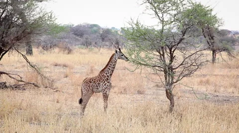 Baby Giraffe Eats From an Acacia Tree in Africa Stock Footage 65379776