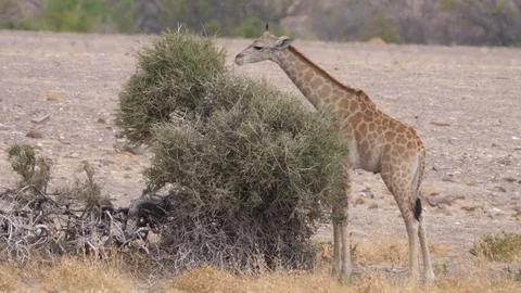 Baby giraffe eats from a tree on the savanna Stock Footage