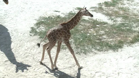Baby Giraffe Exploring 库存影片 26109957
