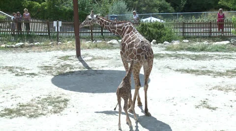 Baby Giraffe Exploring 库存影片 26109966