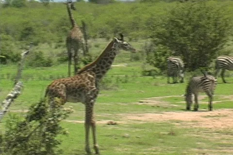 Baby Giraffe Video stock 122891