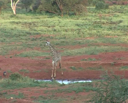 Baby Giraffe Video stock 558600