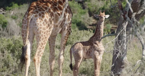 Baby giraffe Stock Footage 141940193