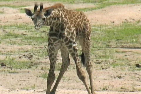 Baby Giraffe learning to drink Stock Footage 122906