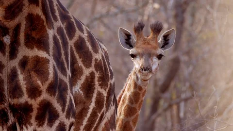 Baby Giraffe looking into Camera behind it's mother 4k Stock Footage