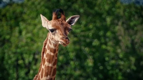Baby Giraffe Portrait Stock Footage