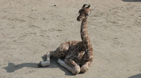 Baby Giraffe is sitting on the ground Stock Footage 54619067