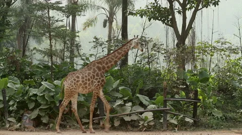 Baby Giraffe walking Stock Footage 64728894