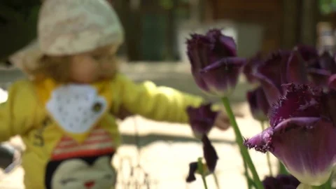 Baby girl trying to touch purple tulips Stock Footage
