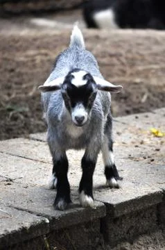 Baby goat 3 Stock Photos