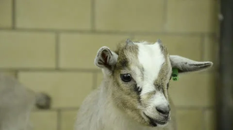 Baby goat looking into camera Stockbeeldmateriaal 23625708