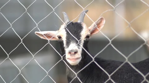 Baby Goat Looking At Camera Through The Fence Close Up Shot Vídeos de archivo 148544104