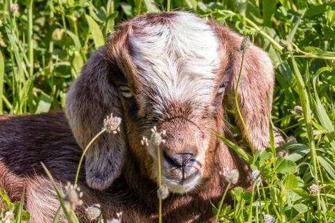 Baby goat lying down on grass Stock Photos