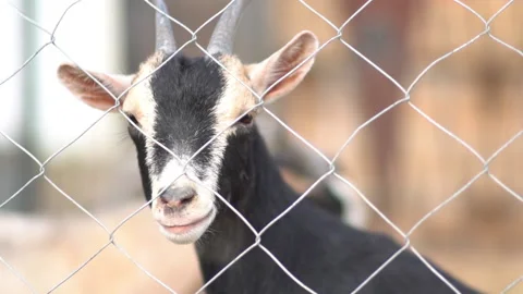 Baby Goat Staring At Camera Through Metal Fence Close Up Shot Vídeos de archivo 148536149