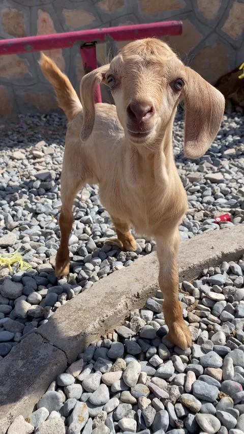 Baby goat. Vertical video Stock Footage 281262438