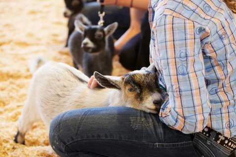 Baby goat young handler Stock Photos