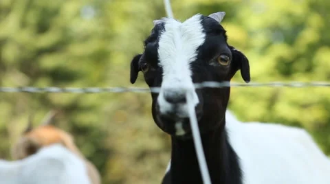 Baby Goats Close Up Stock Footage 60032365