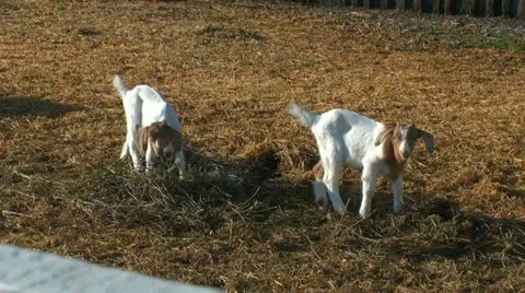 Baby goats Stock Footage 11401689