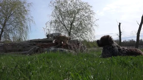 Baby goats playing on tree Stock Footage 83084150