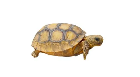 Baby Gopher Tortoise - Gopherus polyphemus - baby walking isolated cutout o.. Stock Photos