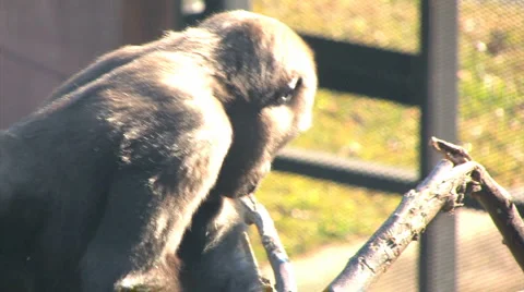 Baby gorilla Stock Footage 946293