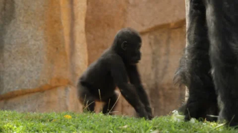 Baby gorilla Stock-Footage 39096277