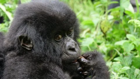 Baby Gorilla looking at camera Stock Photos