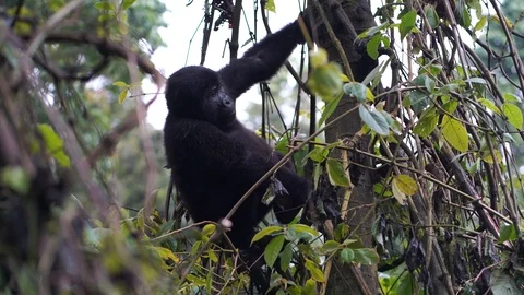 A baby gorilla sits on a tree, chews on vegetation, and goes down the tree Stock Footage 124227013