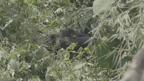Baby gorillas Stockbeeldmateriaal 168896366
