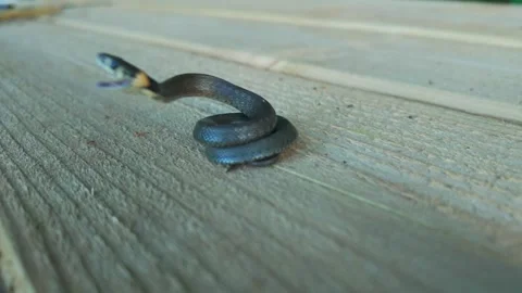 Baby Grass Snake Defends Itself With Tiny Defensive Strike On Wooden Surface Stock Footage 341922547
