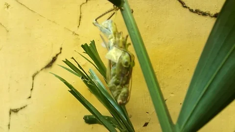 Baby grassopher try to out of his old skin Video stock 124041440