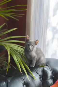 Baby gray cat Stock Photos